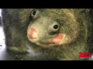 Copenhagen Zoo's First Baby Wombat Peeks Out of Mother's Pouch