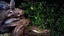 Rabbits feeding vegetable leafs Full HD released by NCV