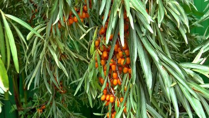 Siberian plant with fruits Full HD released by NCV