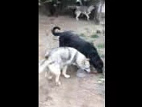 Landers Avec Ses Copains Les Loups