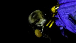 buzz pollination short