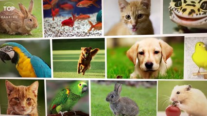 6 Inusuales Mascotas Que Puedes Comprar