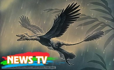 Chỉ to bằng con quạ nhưng loài khủng long này lại có tới 4 cái cánh