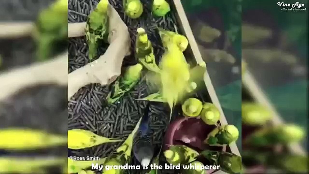 Beyond Vine Compilation Pt.9 (w/Titles) Funny Video Compilation March 2017 Vine Age✔