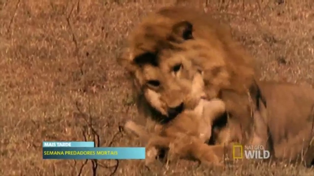 Planeta Carnivoros: Predadores Implacáveis