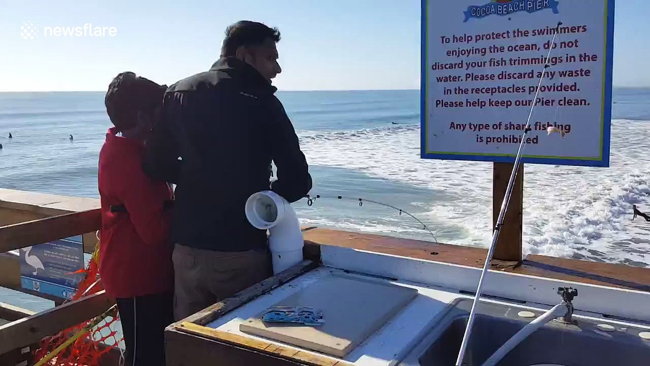 Shark attacks fishermen's catch in Cocoa Beach, Florida video Dailymotion