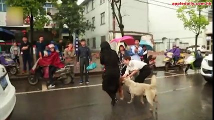 Bạn thân của chú chó trắng bị xe đụng