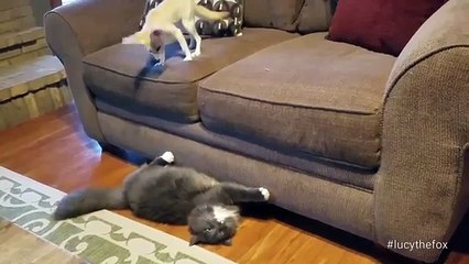 Lucy the Fennec fox plays with Chubby the cat
