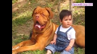 赤ちゃんと犬絶妙な関係・大型犬は赤ちゃん, 子供のことが大好き