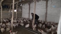 Ağrı'da Vali'nin Talimatı Üzerine 200 Bin Liralık Tavuk Satım Yerini Yıktı