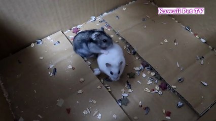 「かわいいハムスター」どうしてもあれ受けてくれないハムスターの小雪ちゃん・もも君はちょっと可哀想に見える