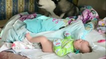 「犬と赤ちゃん」初めて人間の赤ちゃんに会ったハスキー犬の反応・超かわいい
