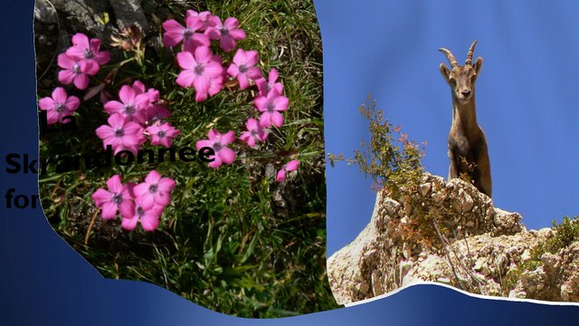 CAF Club Alpin Français de Saint Etienne - le clip