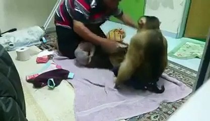Viral - JK dan Shakii beruk manja siap pakai lampin seluar dan baju