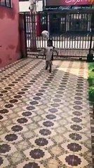 Viral - Budak kecik tunjuk skill timang bola. Pelapis bola sepak ni