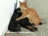 Cat Give Dog Massage