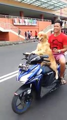 a dog riding a scooter