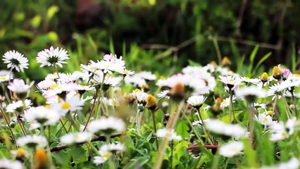 Odc. 4 Amolowe ciekawostki o miodzie