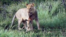 Aslan ve Antilop Yavrusu - Lion vs Baby Wildebeest