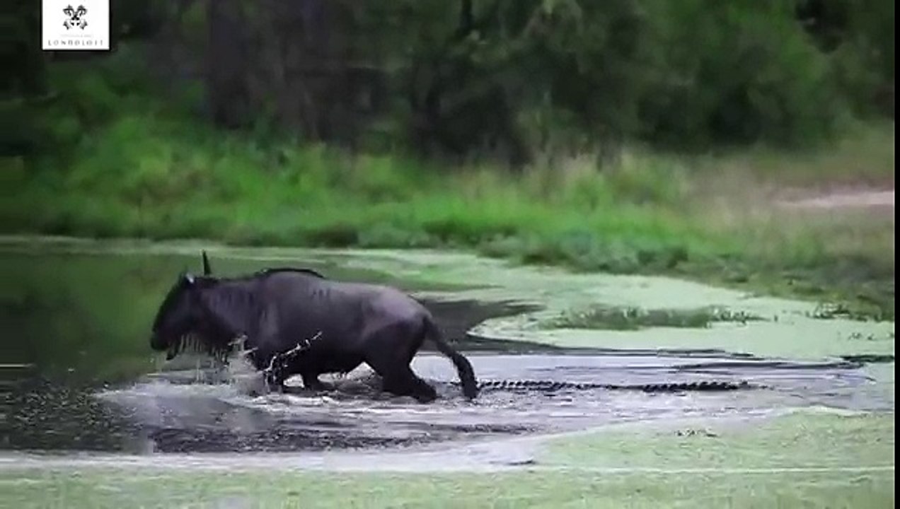 Timsah Antilop ve Leopar Savaşı