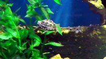 Cute turtles babies in the underwater k