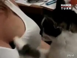 Haylaz Kedi :)