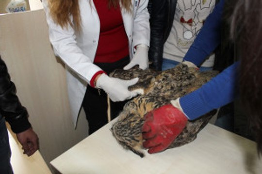 Avcılardan Yaban Hayvanları Için Rehabilitasyon Merkezi