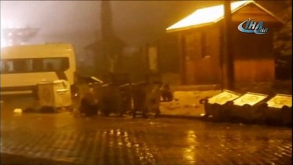 Aç kalan ayılar Uludağ'da böyle görüntülendi