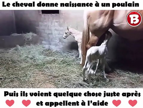 Le cheval donne naissance à un poulain – puis ils voient quelque chose juste après et appellent à l’aide