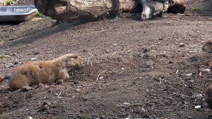 Prairie dogs stand-off before ferocious fight
