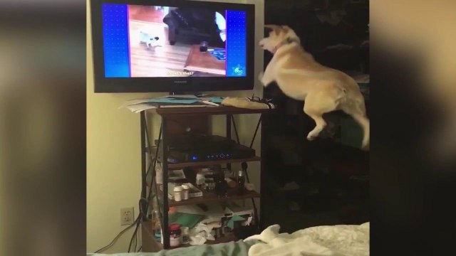 Un chien veut jouer avec des chiens à la télé