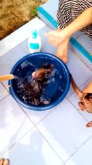 L'heure du bain pour ces bébés loutre Adorable