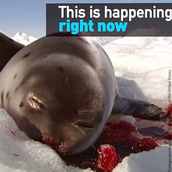 This is happening,Must Stop Killing Seal