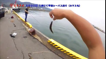久原埠頭にてルアー釣り（2014年8月30日）【つり具のまるきん釣り情報】
