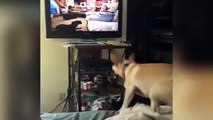 Un chien qui veut jouer avec les autres chiens qui sont dans la télé