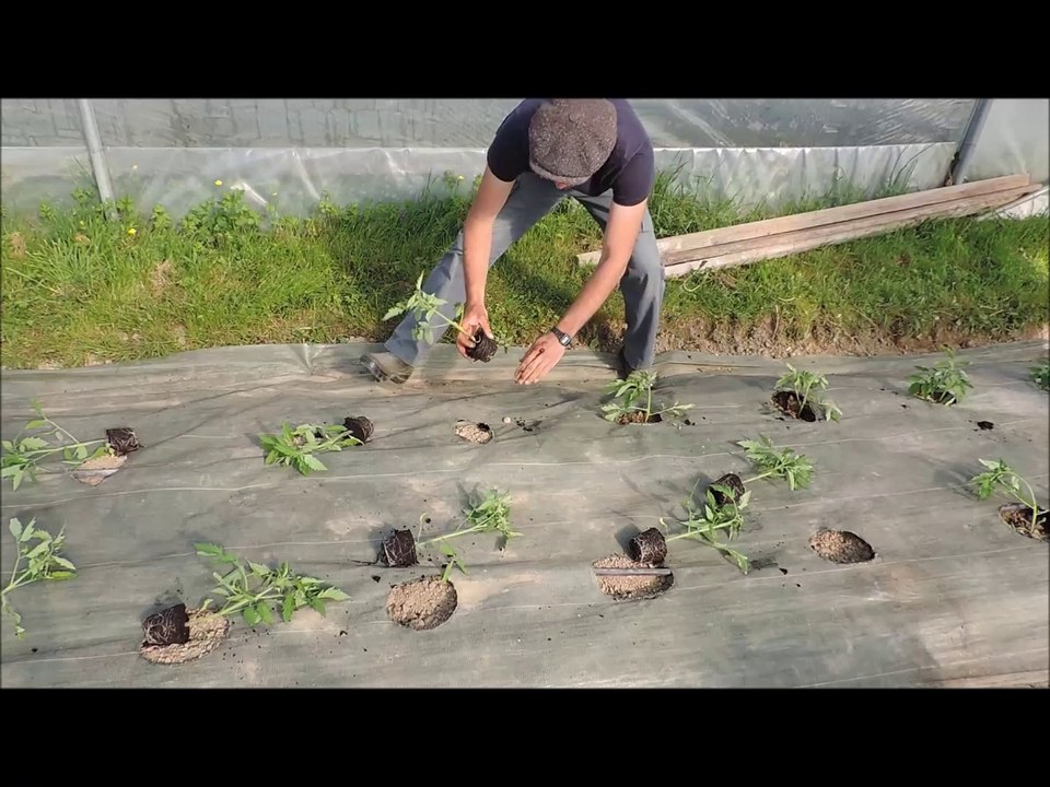 Plantation des tomates