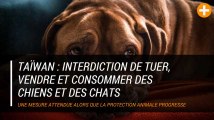 Taïwan interdit de tuer, vendre et consommer des chiens et des chats