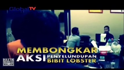 Polisi Bongkar Aksi Penyelundupan Bibit Lobster
