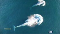TRENDING | Rare images of Blue Whale feeding behavior | Wednesday, April 19th 2017