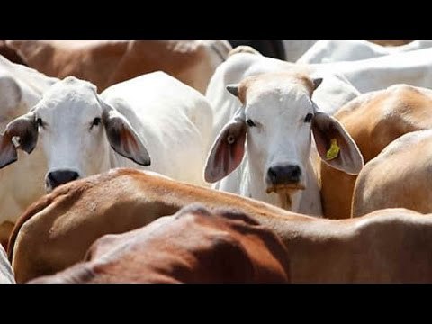 Gau Rakshak beat 2 Dalits in Andhra Pradesh for skinning dead cow | Oneindia News
