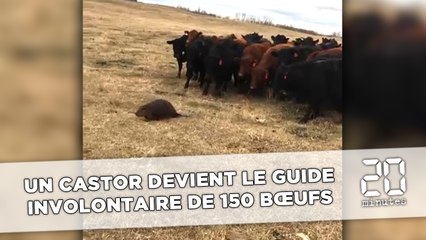 Canada: Un castor devient le guide involontaire de 150 boeufs