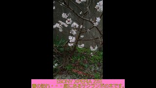 【SONY XPERIA Z5:1080p編集動画】春の訪れ～庭で咲いた満開の”さくらんぼ”の木