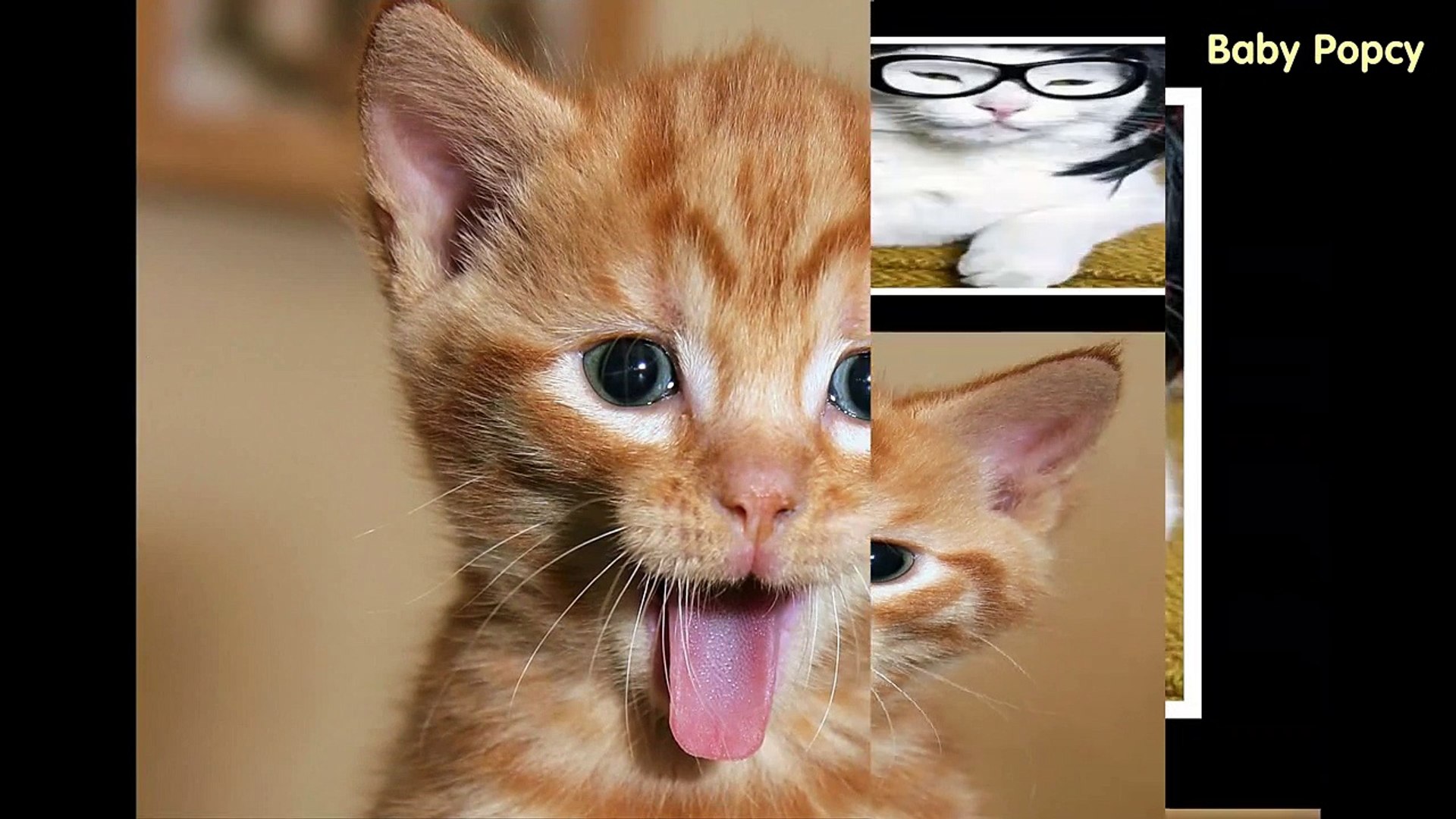 Funny Cat Videos - Funny Cat Co