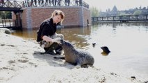 Aline, la passionnante soigneuse des phoques de Pairi Daiza