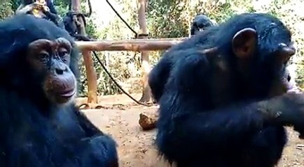 Ce singe a surpris même les scientifiques. Quand vous verrez ses yeux, vous serez captivés !