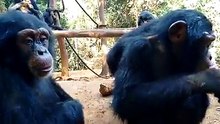 Ce singe a surpris même les scientifiques. Quand vous verrez ses yeux, vous serez captivés !