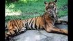 Ce zoo en Indonésie est une HONTE! Pauvres animaux
