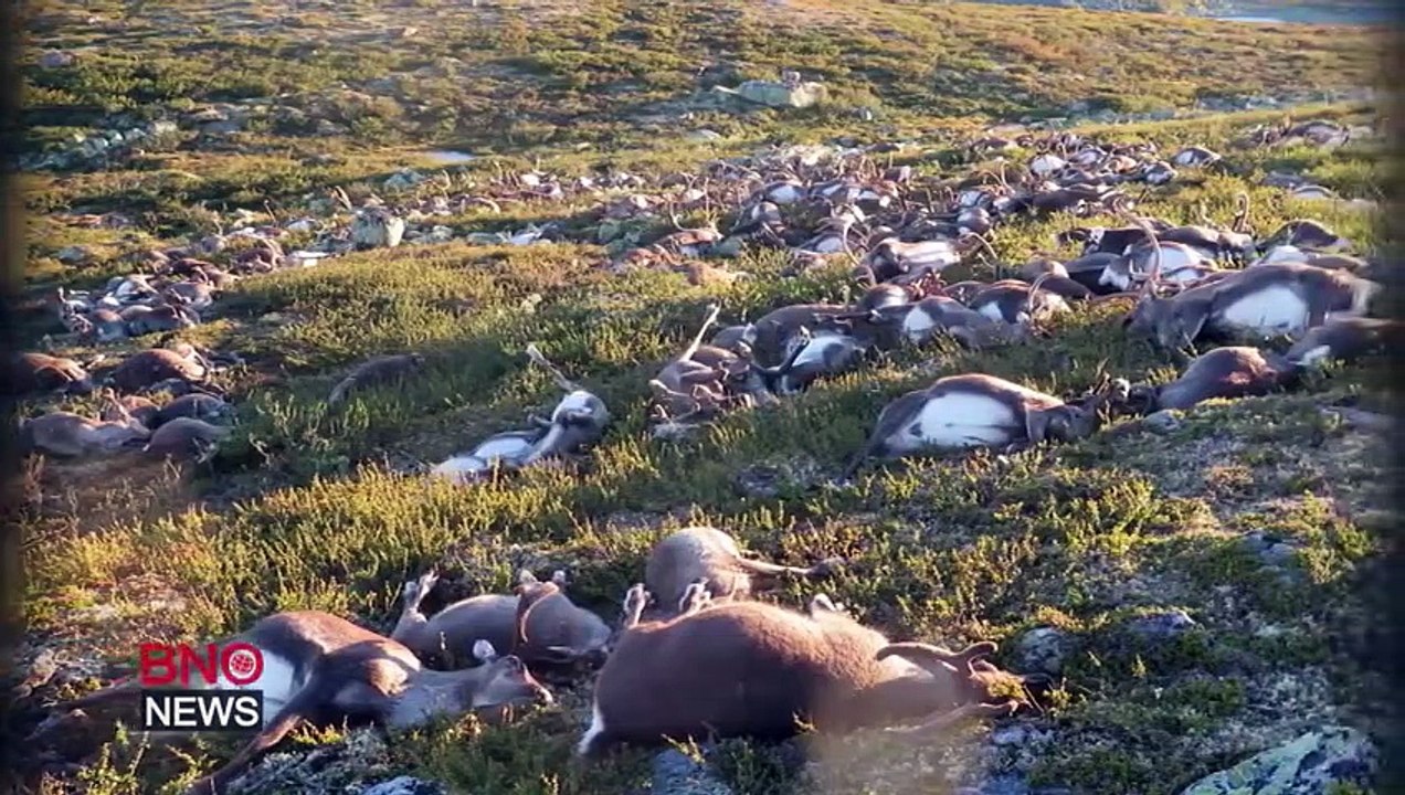 Des centaines de rennes foudroyés et tuées en meme temps