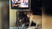 Ce chien a une folle envie de jouer avec les chiens dans la TV... ahah le pauvre