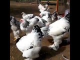 Brahma Chickens Strut Their Stuff on the Farm